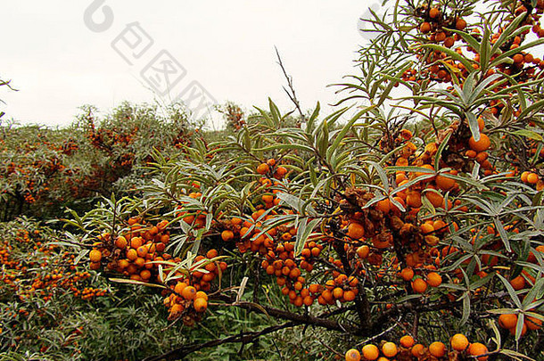 橙色浆果常见的沙棘对人体