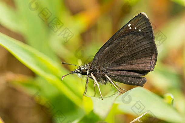 一只普通黑翅小蝴蝶的腹侧视图，栖息在一片草叶上