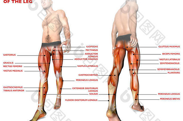 腿部肌肉，人体，解剖学，肌肉系统。三维渲染