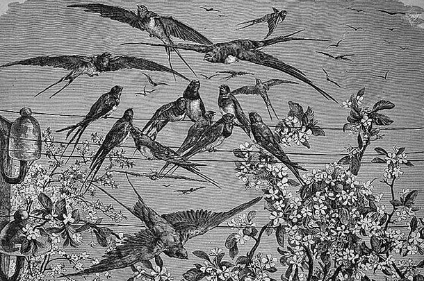 《春天的燕子》，历史版画，1869年