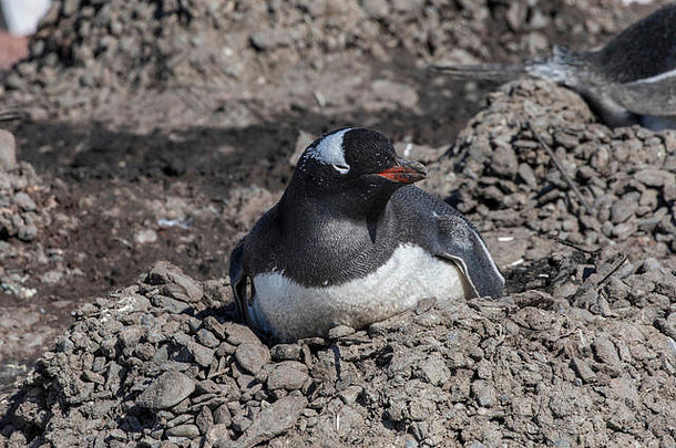 Gentoo假山嵌套企鹅设得兰群岛岛屿南极洲