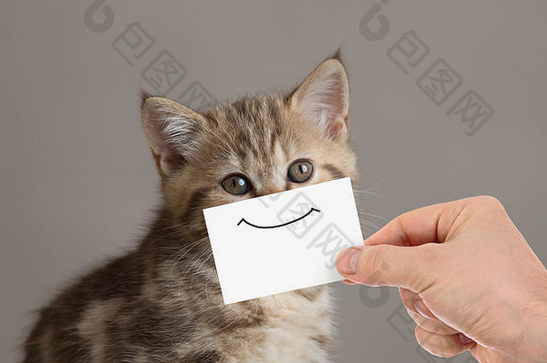 纸板上印有微笑的滑稽猫画像