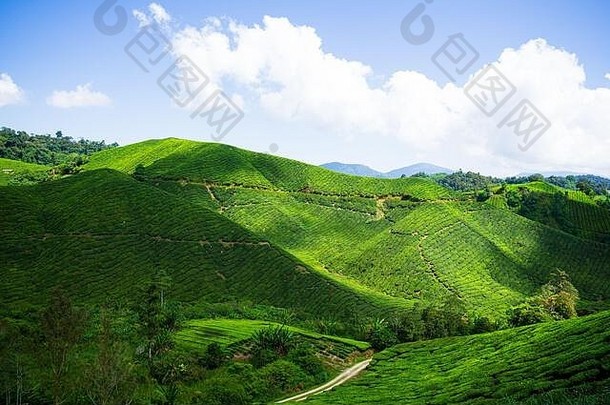 Boh茶叶<strong>公司成立</strong>于1929年，是马来西亚著名的茶叶品牌之一。卡梅隆高地的一个亮点景点。