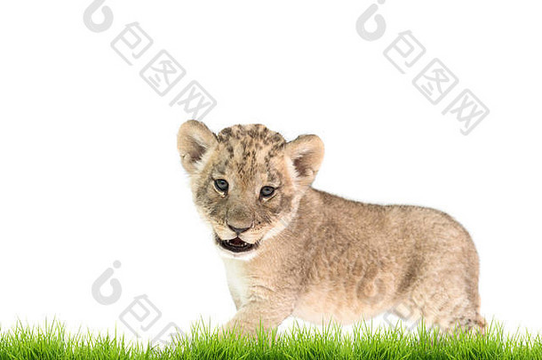 幼狮（美洲狮），白色背景上有绿色的草