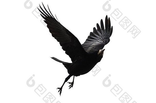 黑色的鸟苍蝇白色背景