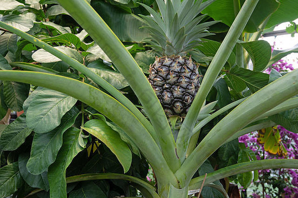 英国温室里的土产菠萝