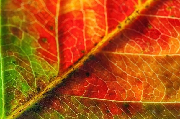 特写秋秋极端宏观纹理视图，在阳光背景下，红色、橙色、绿色的木板树叶发出辉光。灵感自然<strong>十月</strong>或<strong>九</strong>月壁纸。季节观念的转变