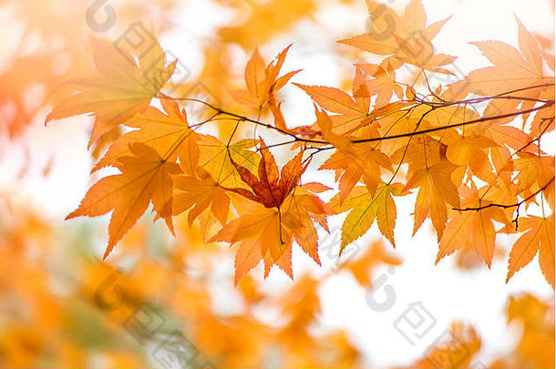 秋天彩色的黄金宏碁叶子
