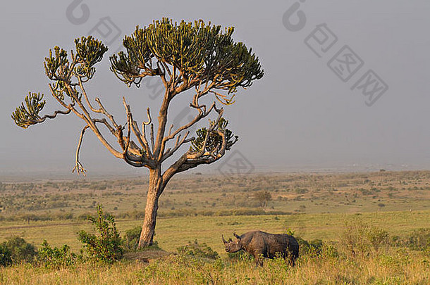 黑色的犀牛大戟科树马赛玛拉自然储备肯尼亚非洲