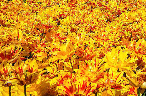 花园草地<strong>上</strong>装饰着黄色的郁金香花。鲜艳的花瓣，有红色的斑点，在<strong>春夏</strong>时节绽放