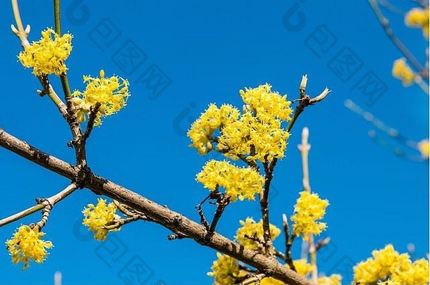 正午，在蔚蓝晴朗的天空上，用黄色花朵将春天盛开的树枝收拢