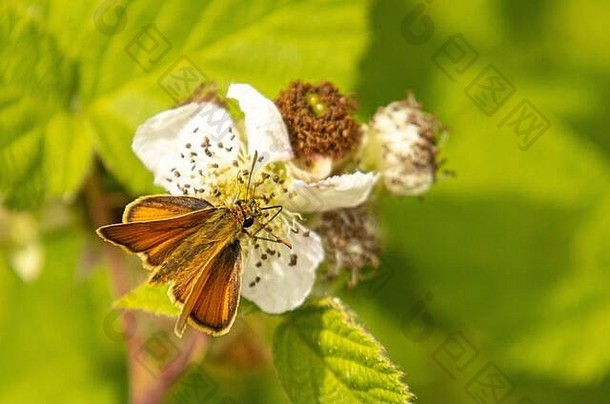 2020年夏天，英国贝德福德郡，栖息在草地上的小跳蚤蝴蝶