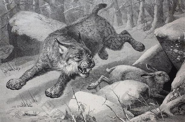 Lynx正在跟踪雪兔/Luchs folgt einem Schneehasen，Historisch，19世纪原作的数字复制/19世纪原作的数字复制。贾尔亨特