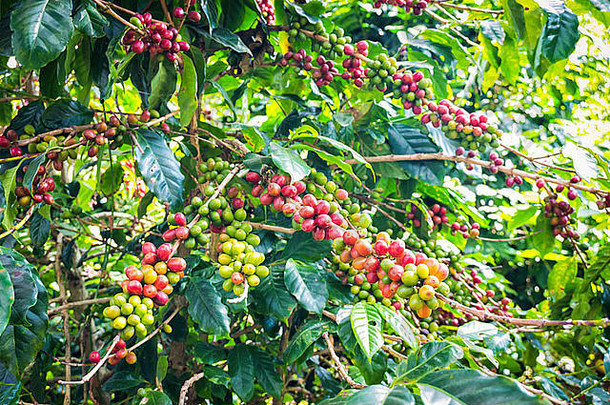 在农场的树上成熟的咖啡豆