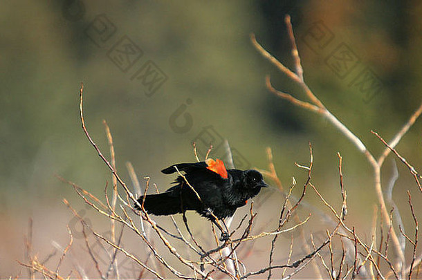 北美洲的鸟类，红翅黑鸟