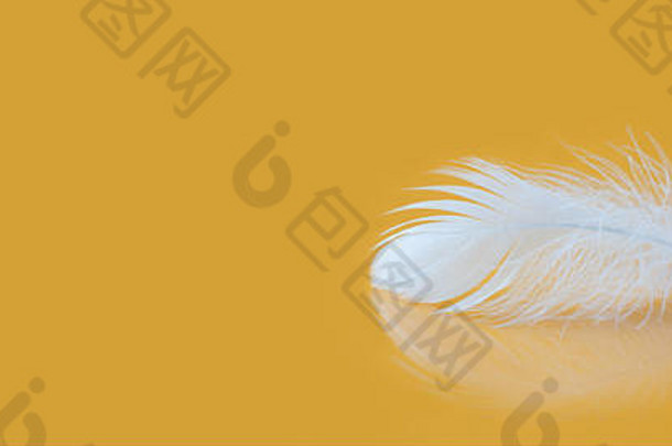 羽毛毛茸茸的白色纹理宏视图奢侈品柔软概念鸟羽毛轻快的黄色的背景浅深度场软焦点复制空间
