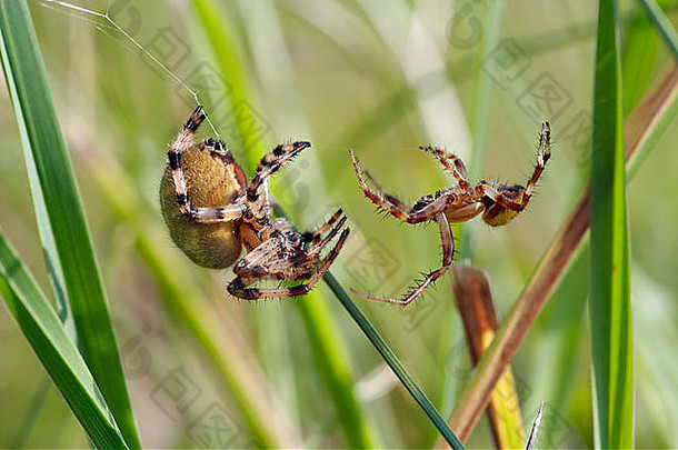 两个相互竞争的spider-宏