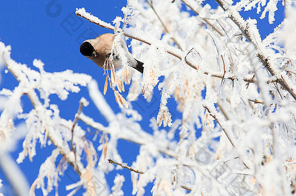 冬季的牛头雀。大自然中美丽的鸟。