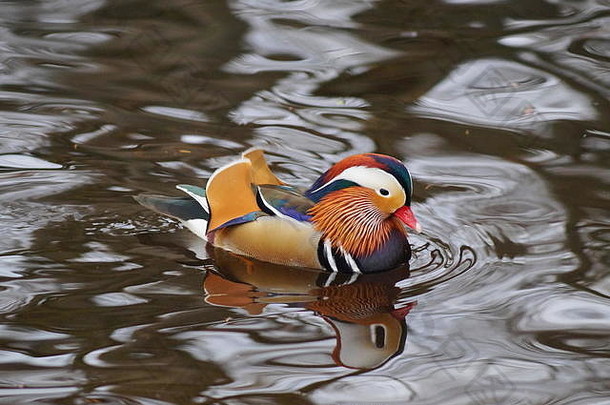 池塘里一只美丽的马纳达林鸭，颜色鲜艳