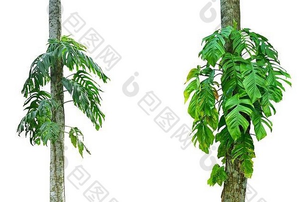 在白色背景上分离的一片叶子。热带植物。高清图像和大分辨率。可用作桌面壁纸