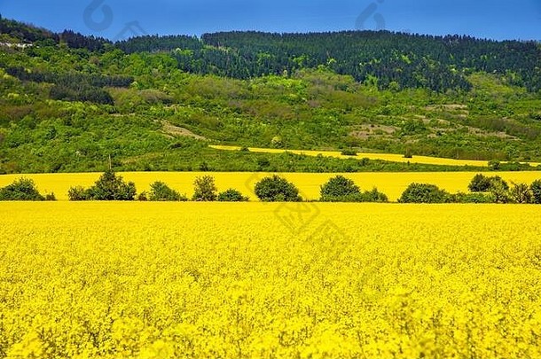 油菜籽字段黄色的字段蓝色的天空农业概念