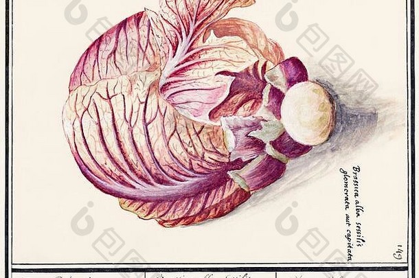 古董水果蔬菜相关的插图艺术作品