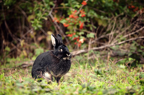 不错的黑色的兔子拍摄森林