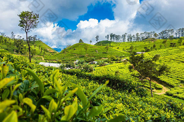 著名的绿茶种植园景观从利普顿的座位，哈普塔莱，斯里兰卡。