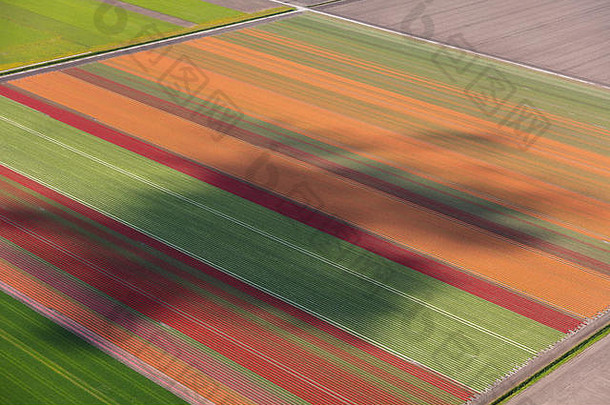 空中视图郁金香字段北荷兰荷兰