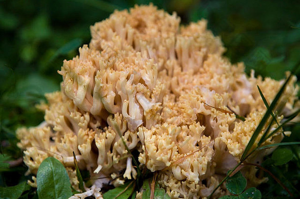 林地真菌，Ramaria fla，斯大尔顿，伯尔尼奥伯兰，瑞士