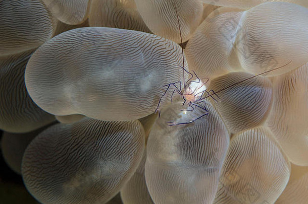 泡沫珊瑚虾为菲律宾人泡沫珊瑚celebes海Sipadan岛马来西亚