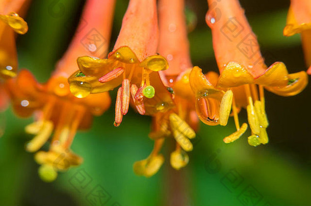 忍冬属植物棕色（的）花滴水雨