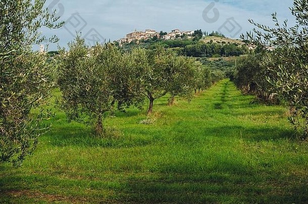 意大利托斯卡纳的传统乡村景观。意大利，春天，绿色的草坪和多云的蓝天下，山上橄榄林的景色