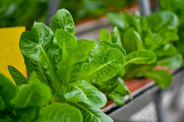 水培垂直农业系统日益增长的绿色蔬菜