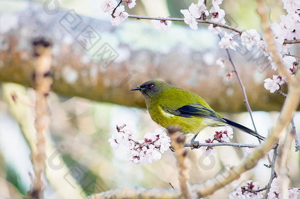 新西兰bellbird，也称为毛利人korimako和makomako，是新西兰特有的雀形目鸟类。