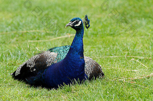 一流的孔雀坐休息热阳光景观图片显示蓝色的脖子乳房绿色彩虹色的羽毛