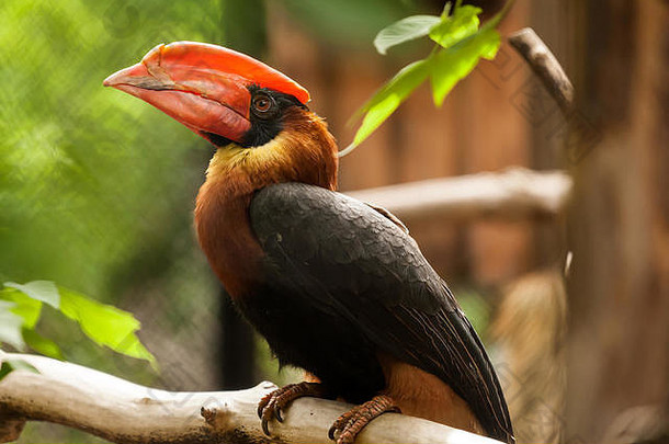 一只棕色鹦鹉的特写肖像，红喙，蓝<strong>眼睛</strong>，没有树枝