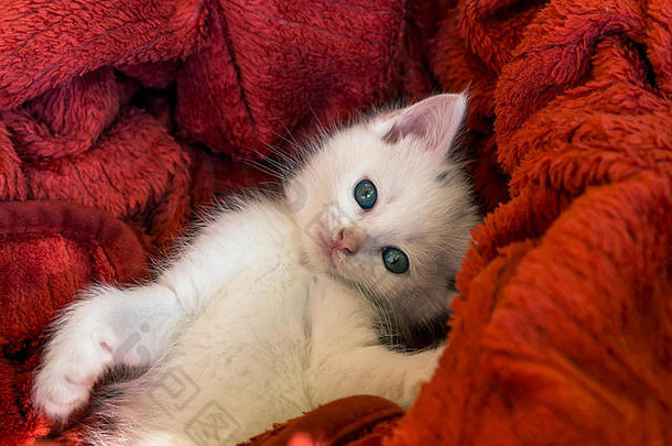 懒惰的白色小猫肖像红色的毯子