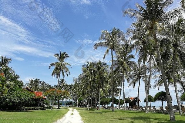 图片美丽的cenang海滩朗考岛马来西亚