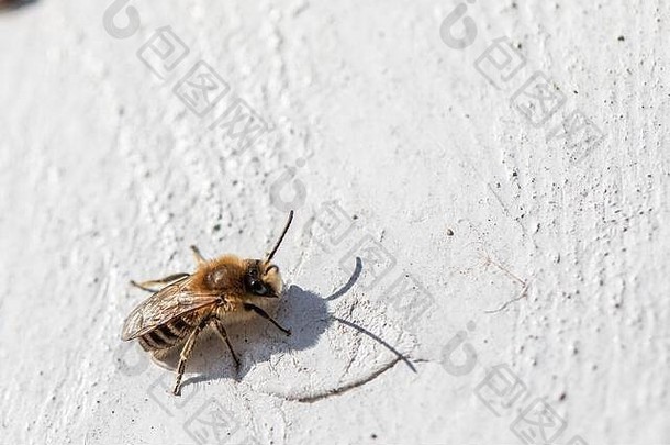 蜂蜜蜜蜂变暖春天太阳白色墙