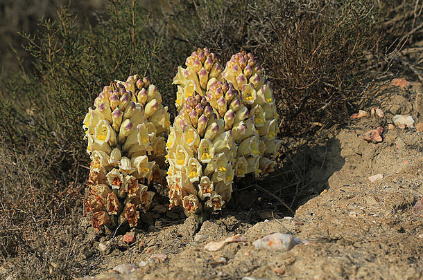 塔伯纳斯沙漠中开花的肉<strong>苁蓉</strong>属植物群（阿尔梅里亚，西班牙）