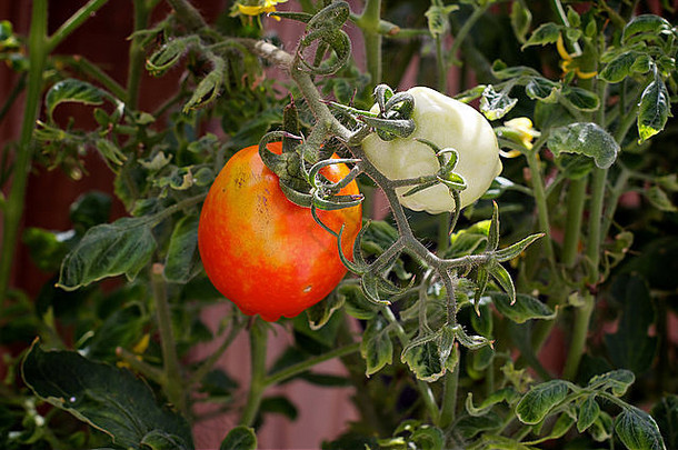 阶段水果增长番茄植物水果大成熟的红色的番茄媒介番茄小开始