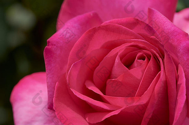 宏粉红色的玫瑰字