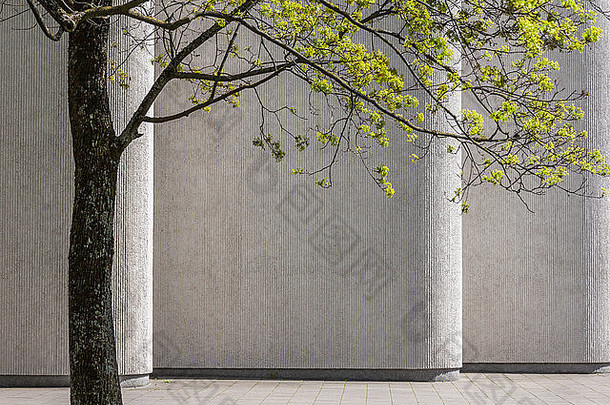 混凝土墙背景下的春天绿树