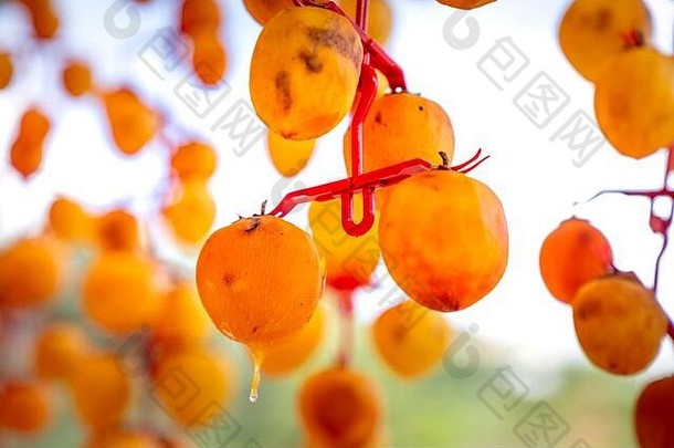 新鲜的柿子在越南的达拉特晾干，方法是把柿子挂在钻机上，然后放在<strong>密闭</strong>的房子里