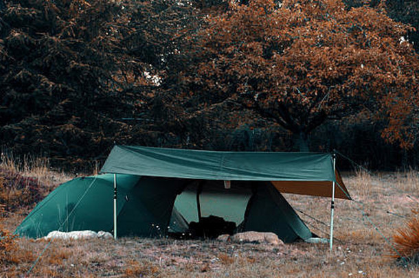 两只西班牙水狗守卫着一个帐篷