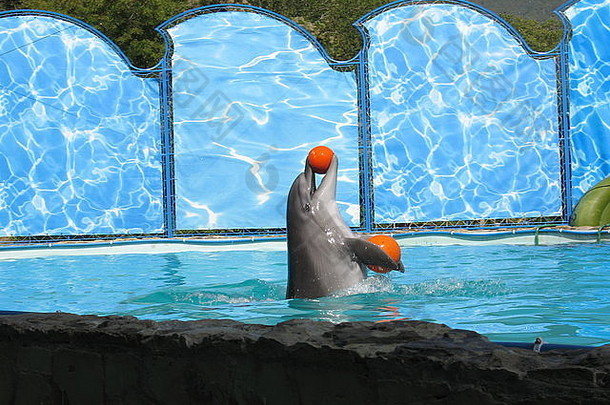 海豚在游泳池的海豚秀上玩球。