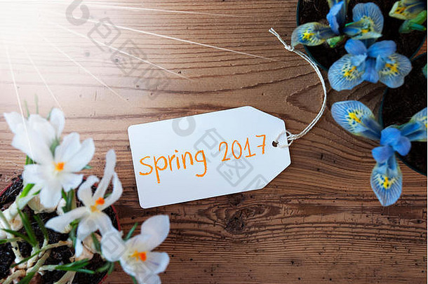 阳光明媚的花标签文本春天