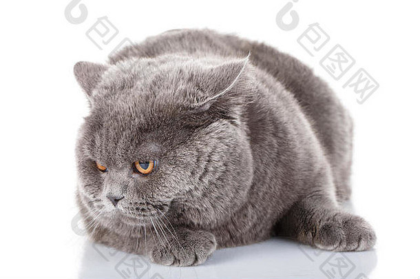 肖像灰色的猫英国直黄色的眼睛白色
