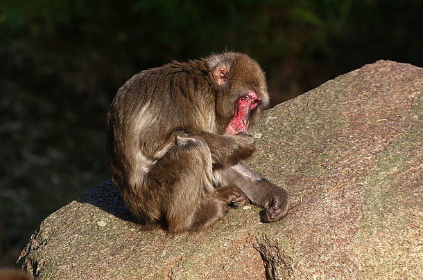 日本短尾猿雪猴子猴子。福斯卡塔